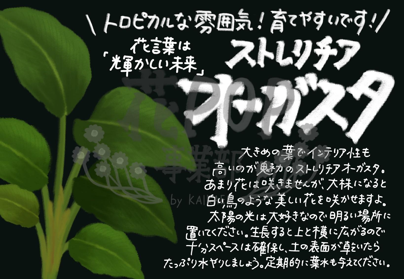 ストレリチア オーガスタ 花pop事業部 ストレリチア オーガスタ 花pop事業部