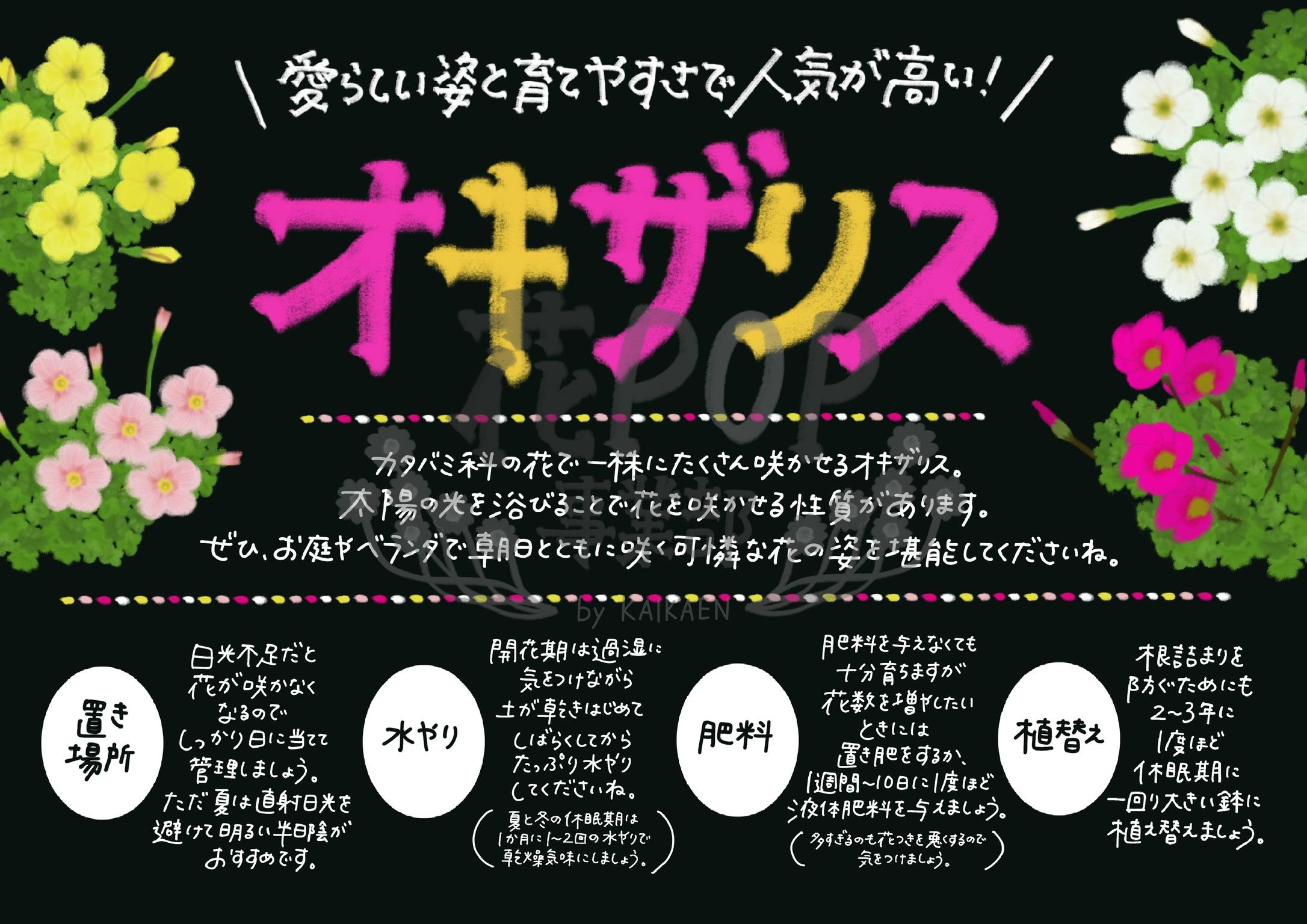 オキザリス 花pop事業部 オキザリス 花pop事業部
