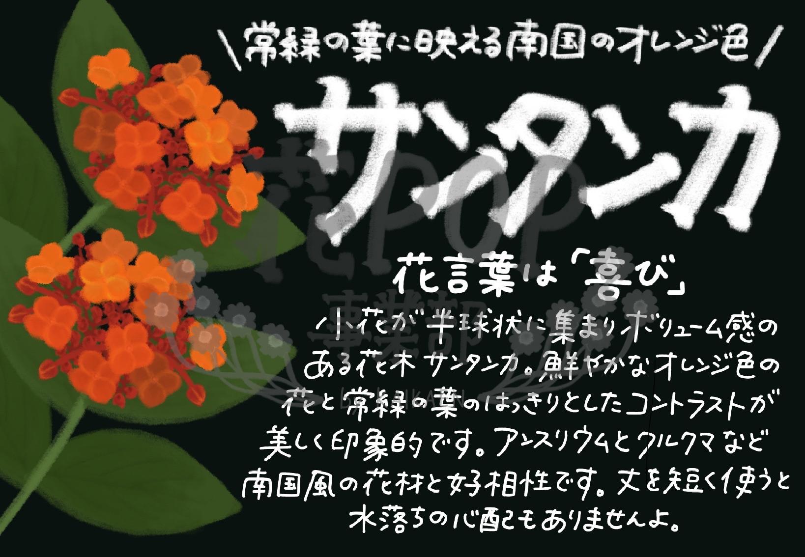 サンタンカ 花pop事業部 サンタンカ 花pop事業部