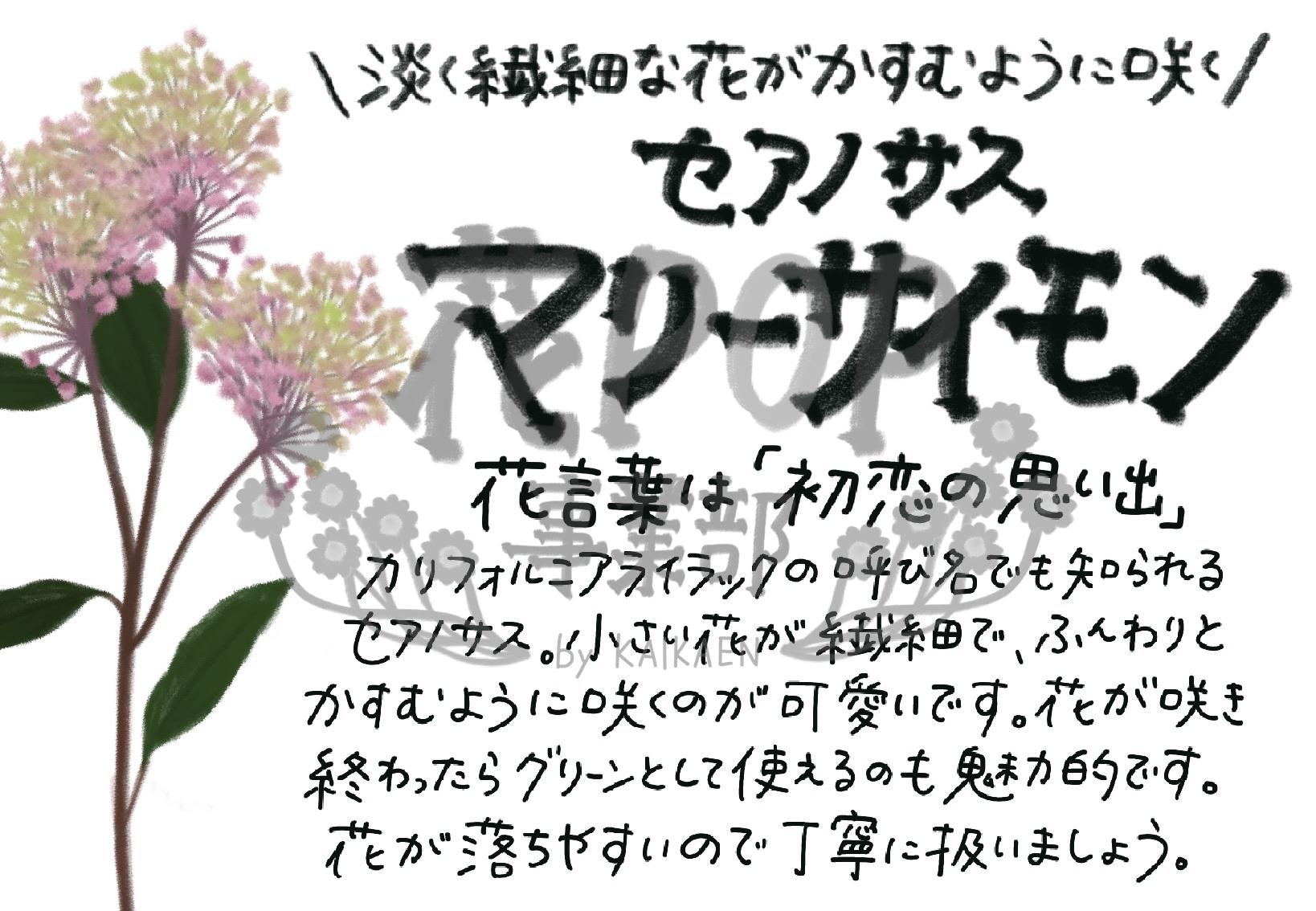 セアノサス マリーサイモン