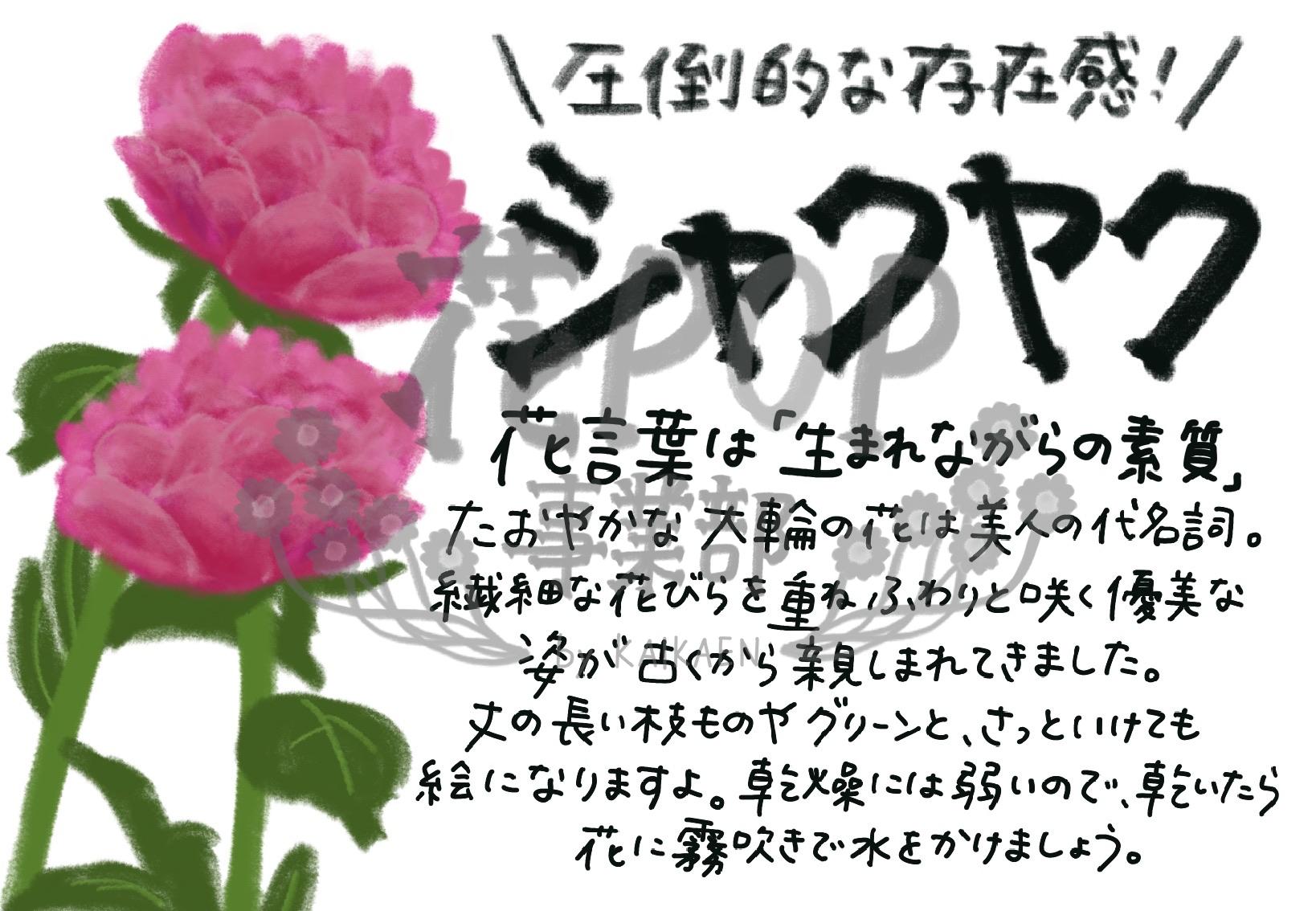 シャクヤク