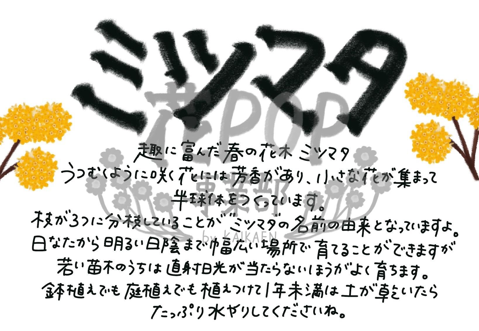 ミツマタ