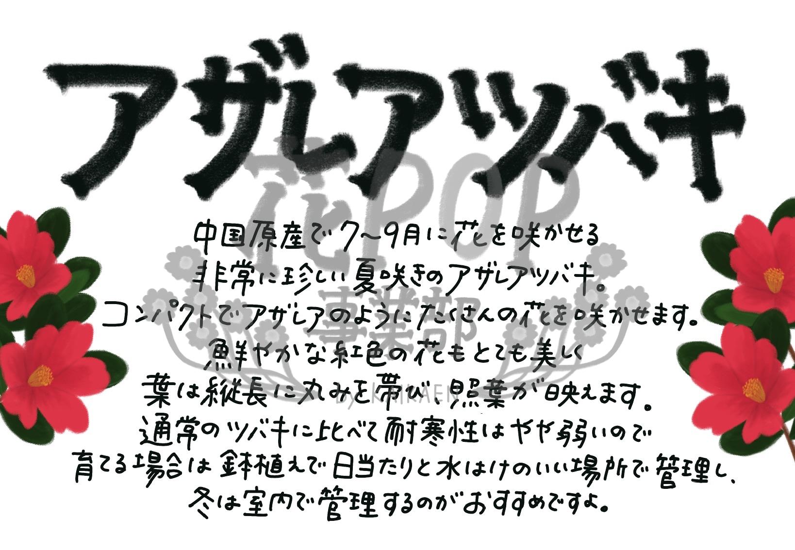 アザレアツバキ