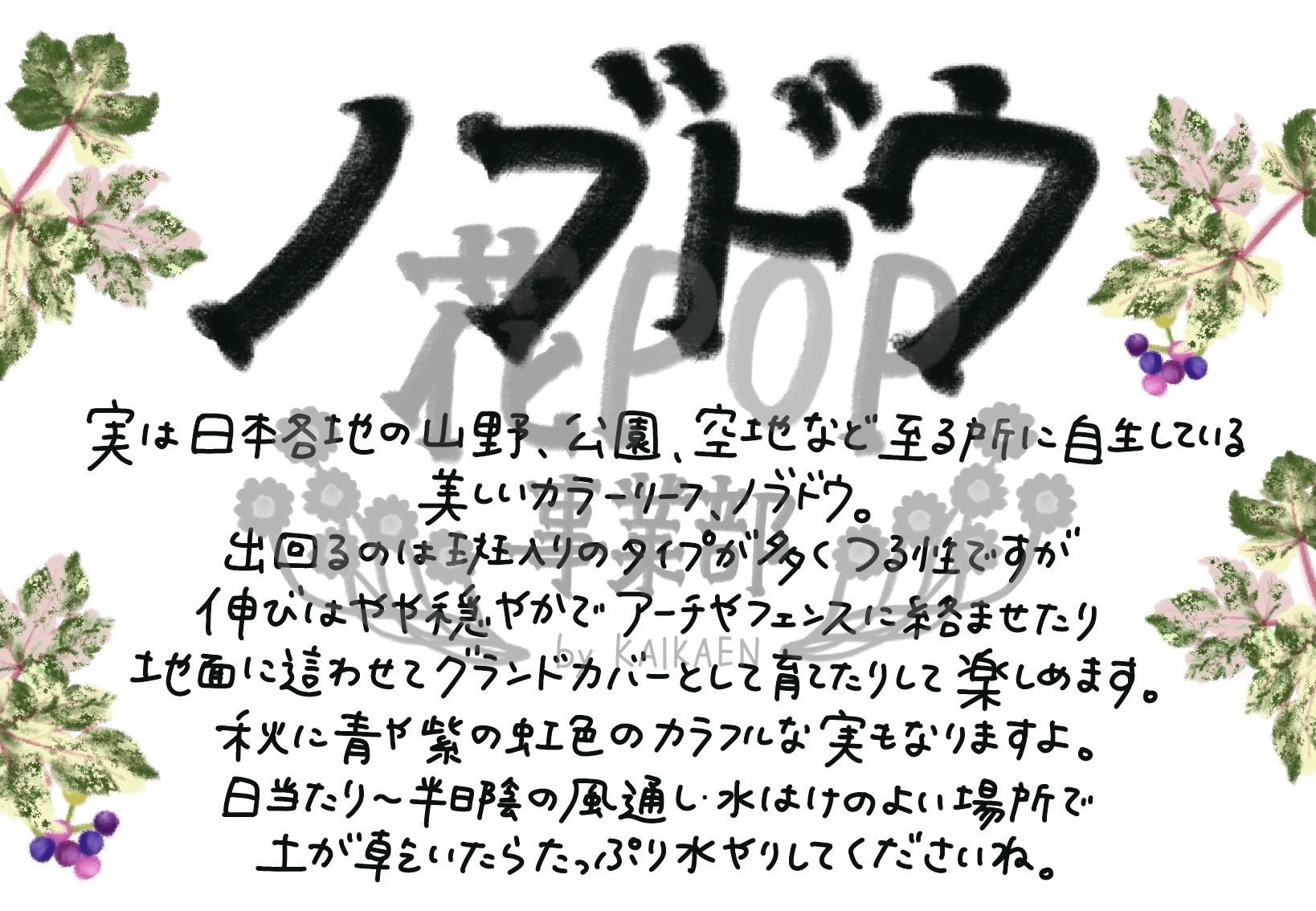 ノブドウ