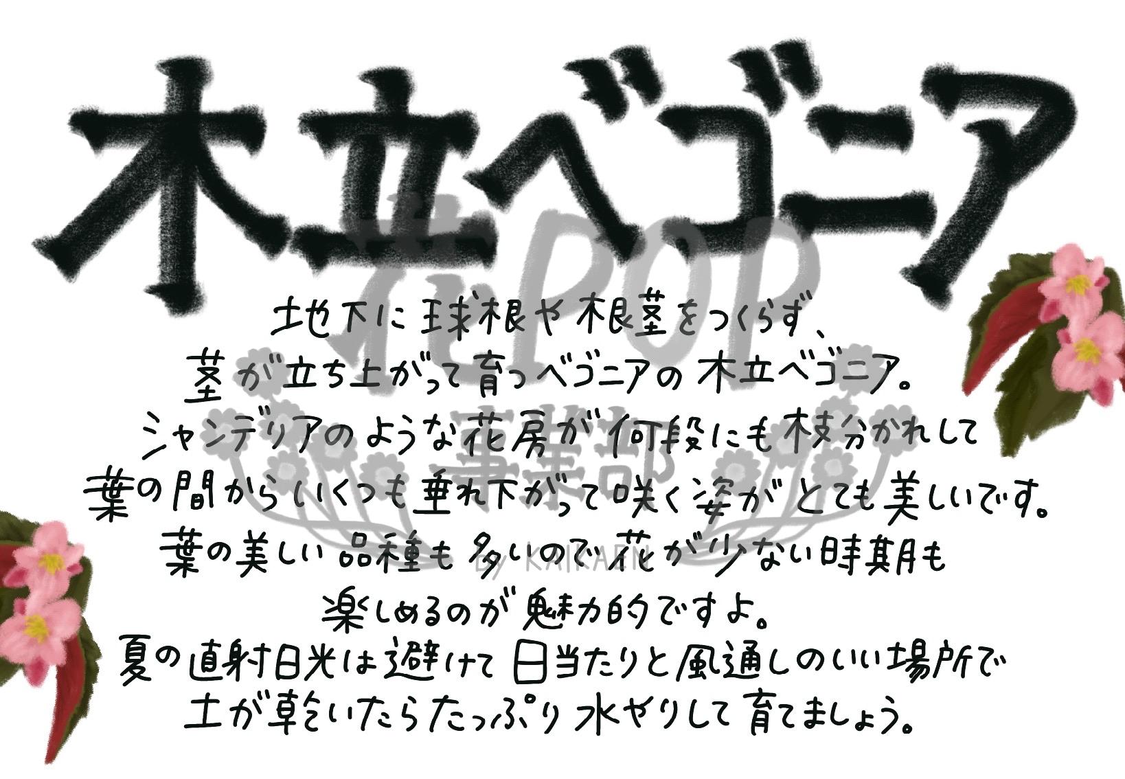 木立ベゴニア
