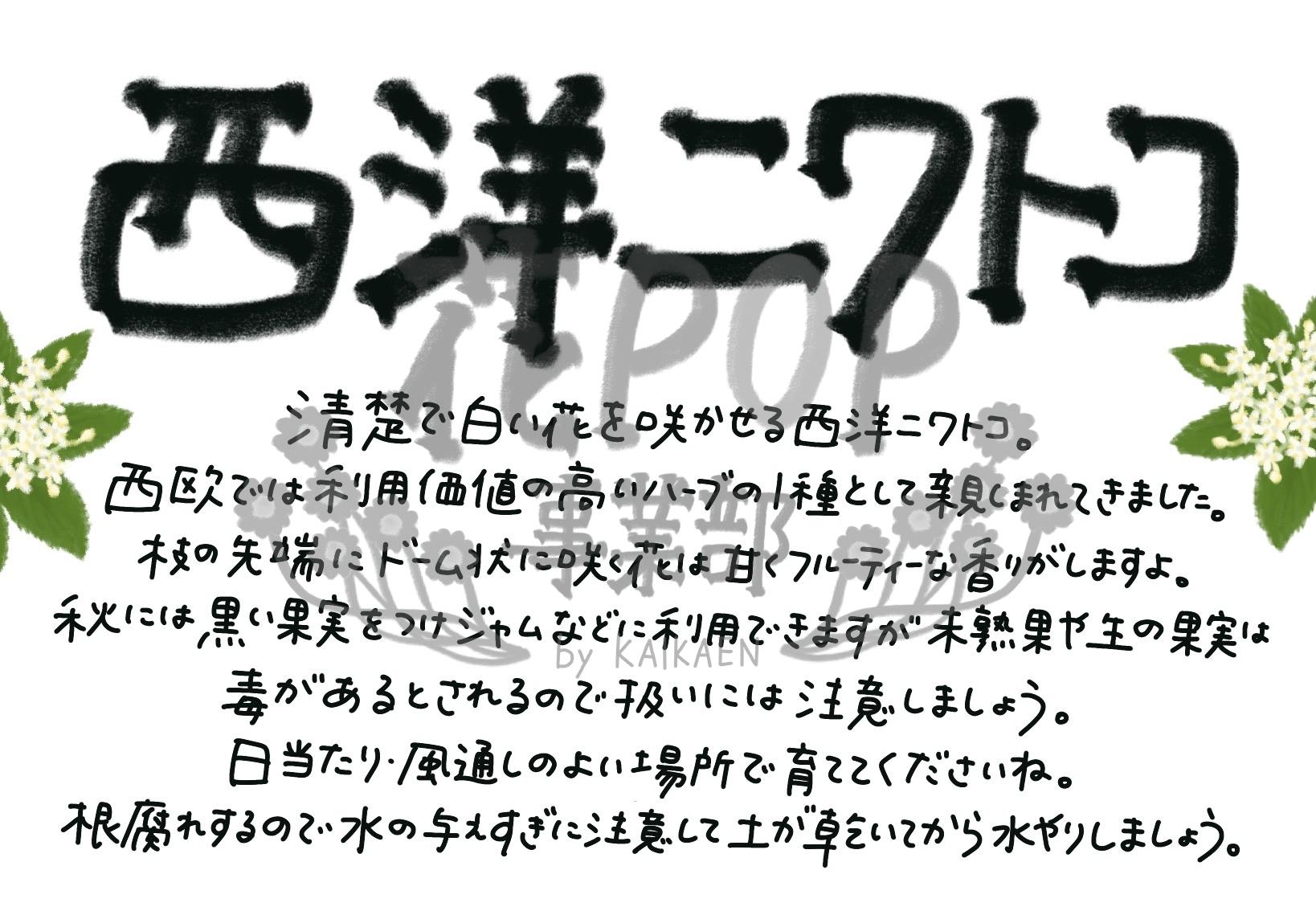 西洋ニワトコ