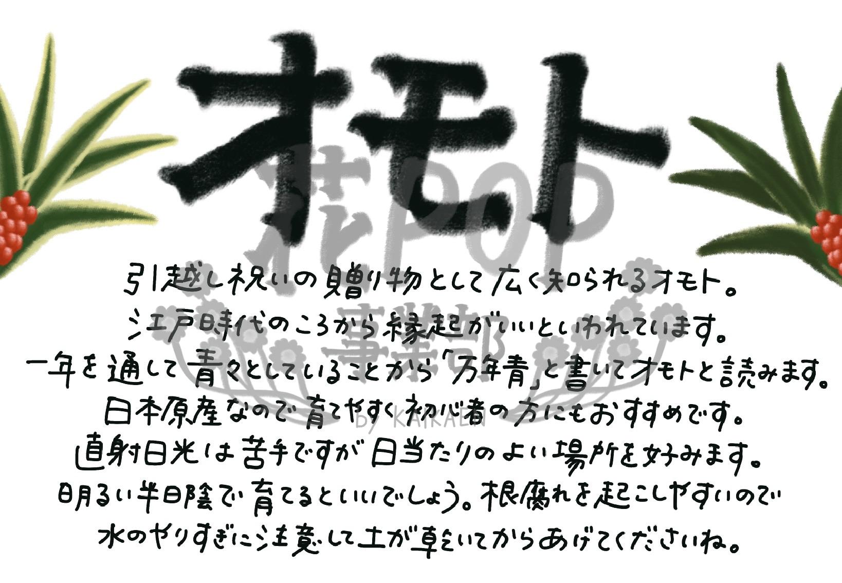 オモト