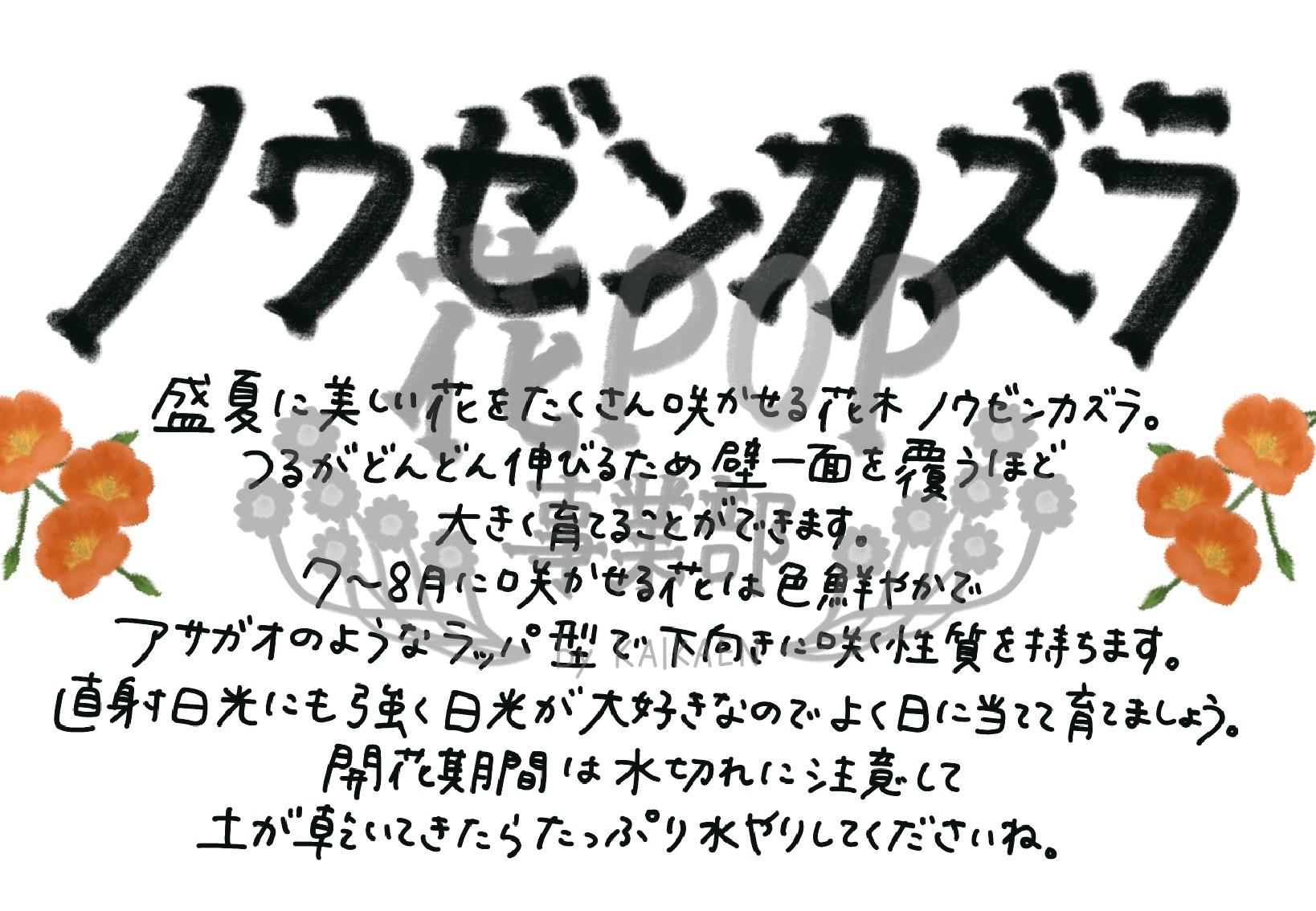 ノウゼンカズラ