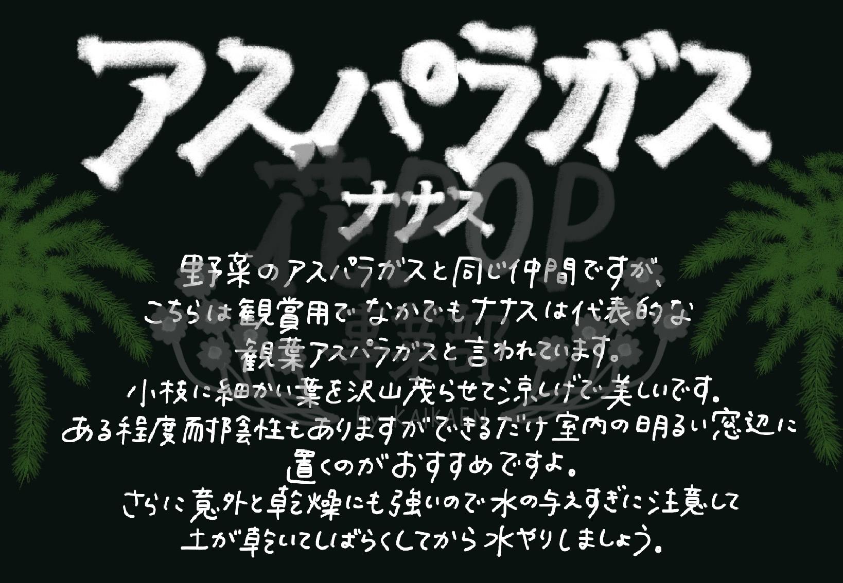 アスパラガス ナナス 花pop事業部 アスパラガス ナナス 花pop事業部