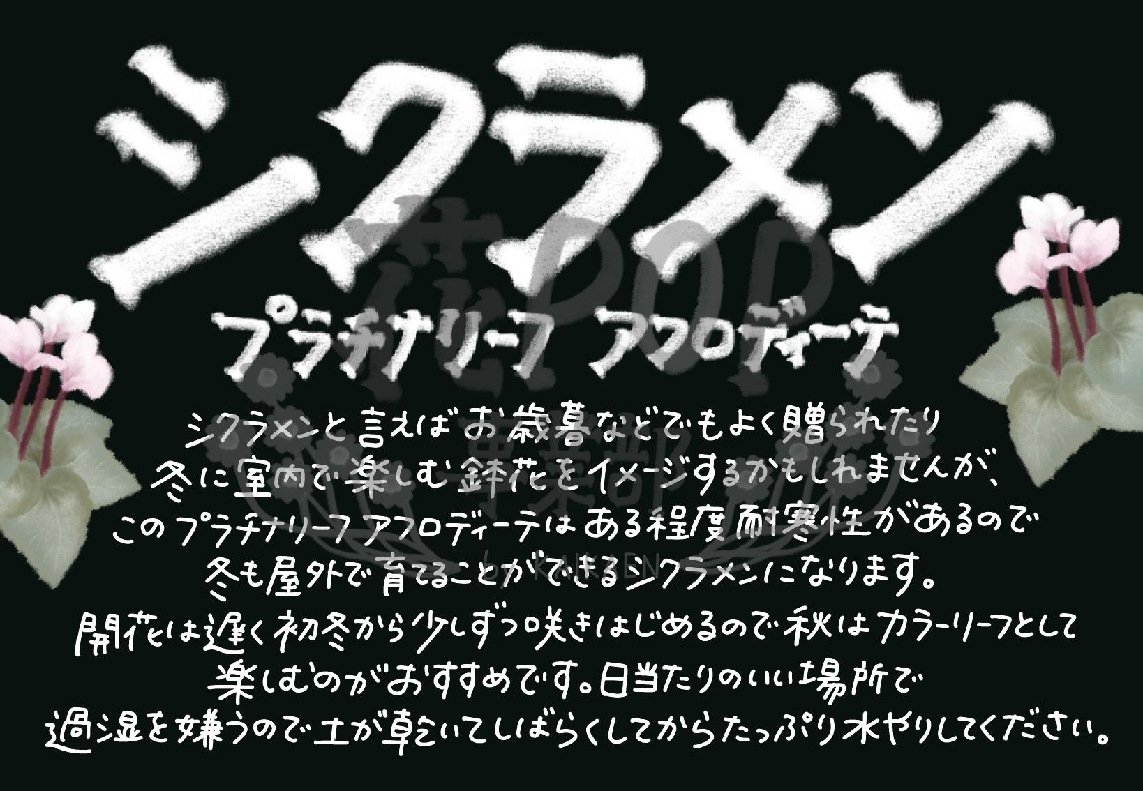 シクラメン プラチナリーフ アフロディーテ 花pop事業部 シクラメン プラチナリーフ アフロディーテ 花pop事業部