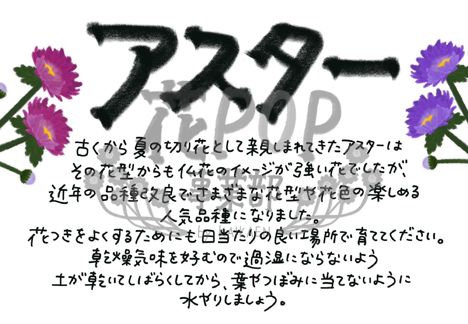 アスター 花pop事業部 アスター 花pop事業部