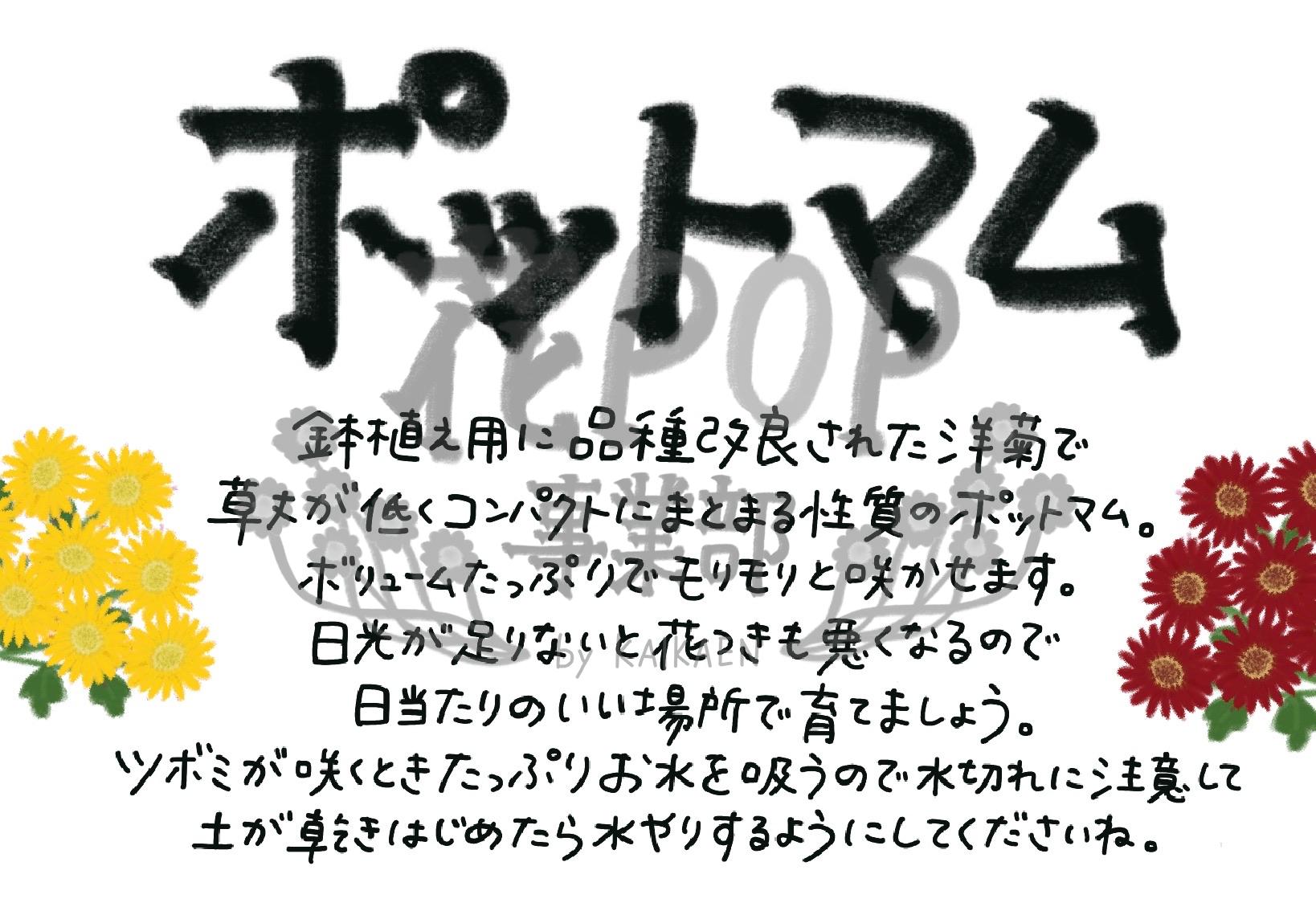 ポットマム