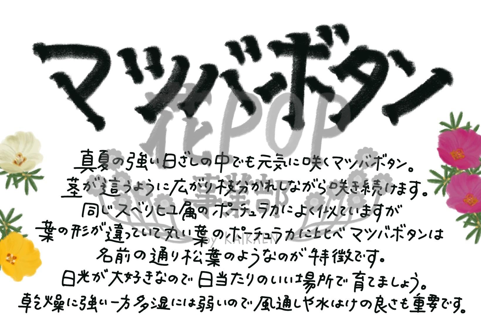 マツバボタン