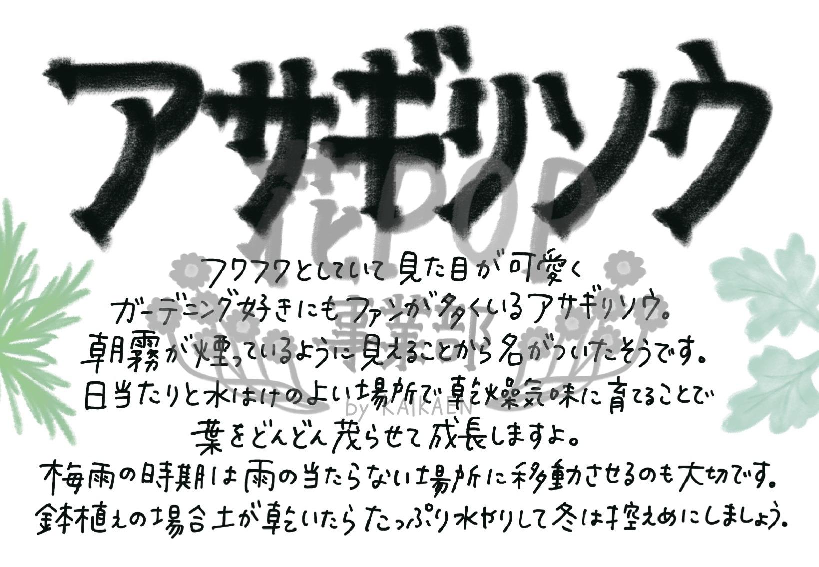 アサギリソウ