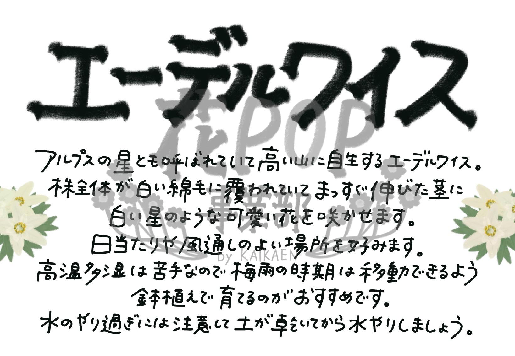 エーデルワイス