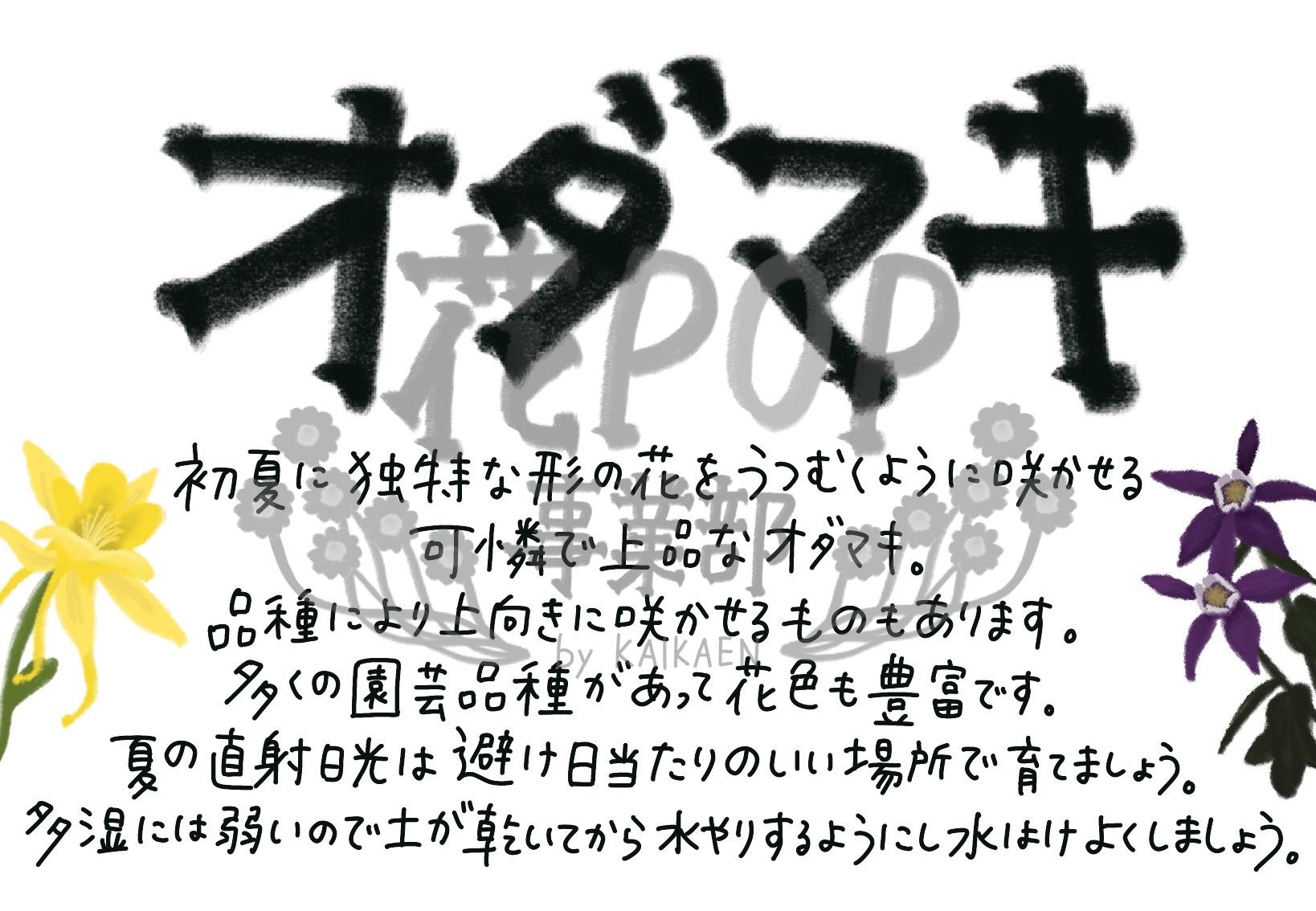 オダマキ