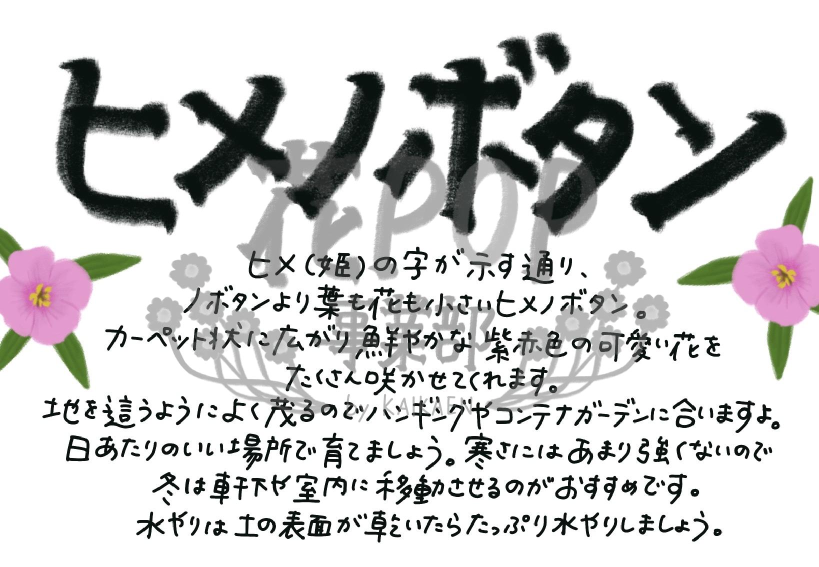 ヒメノボタン