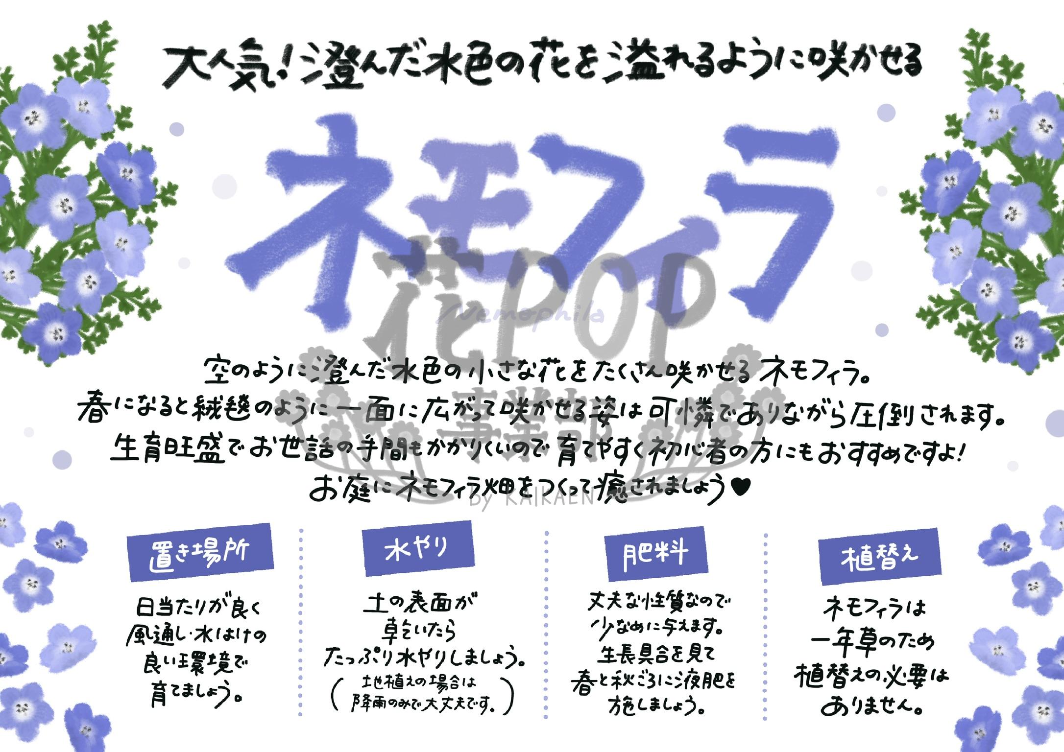 ネモフィラ