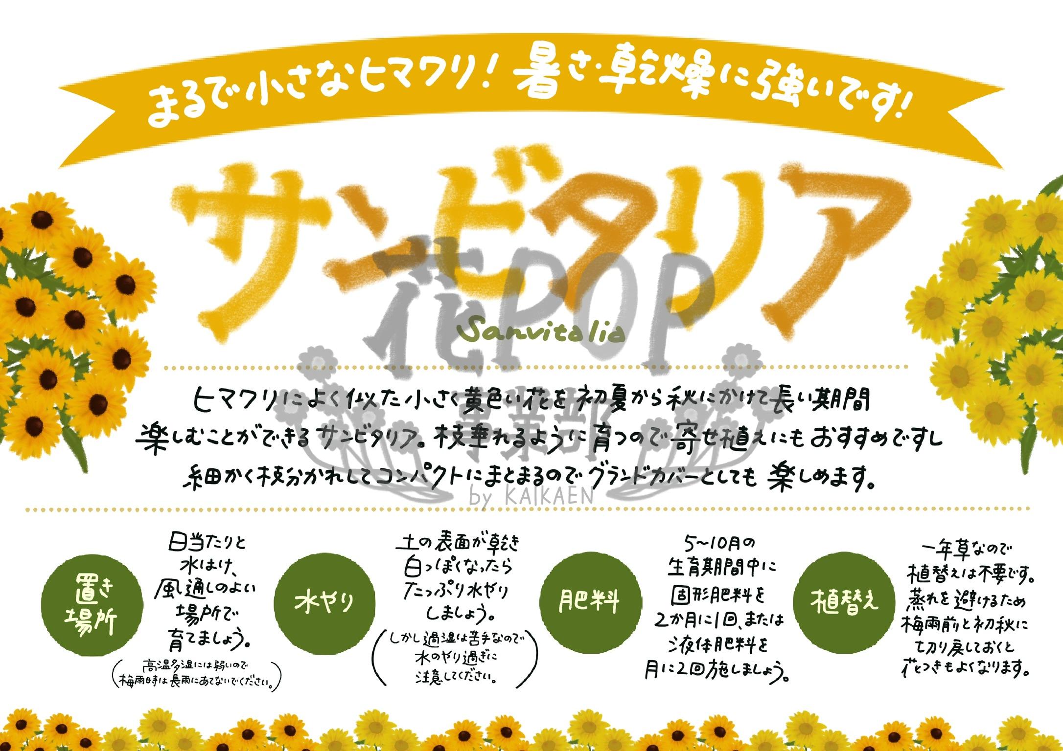 サンビタリア