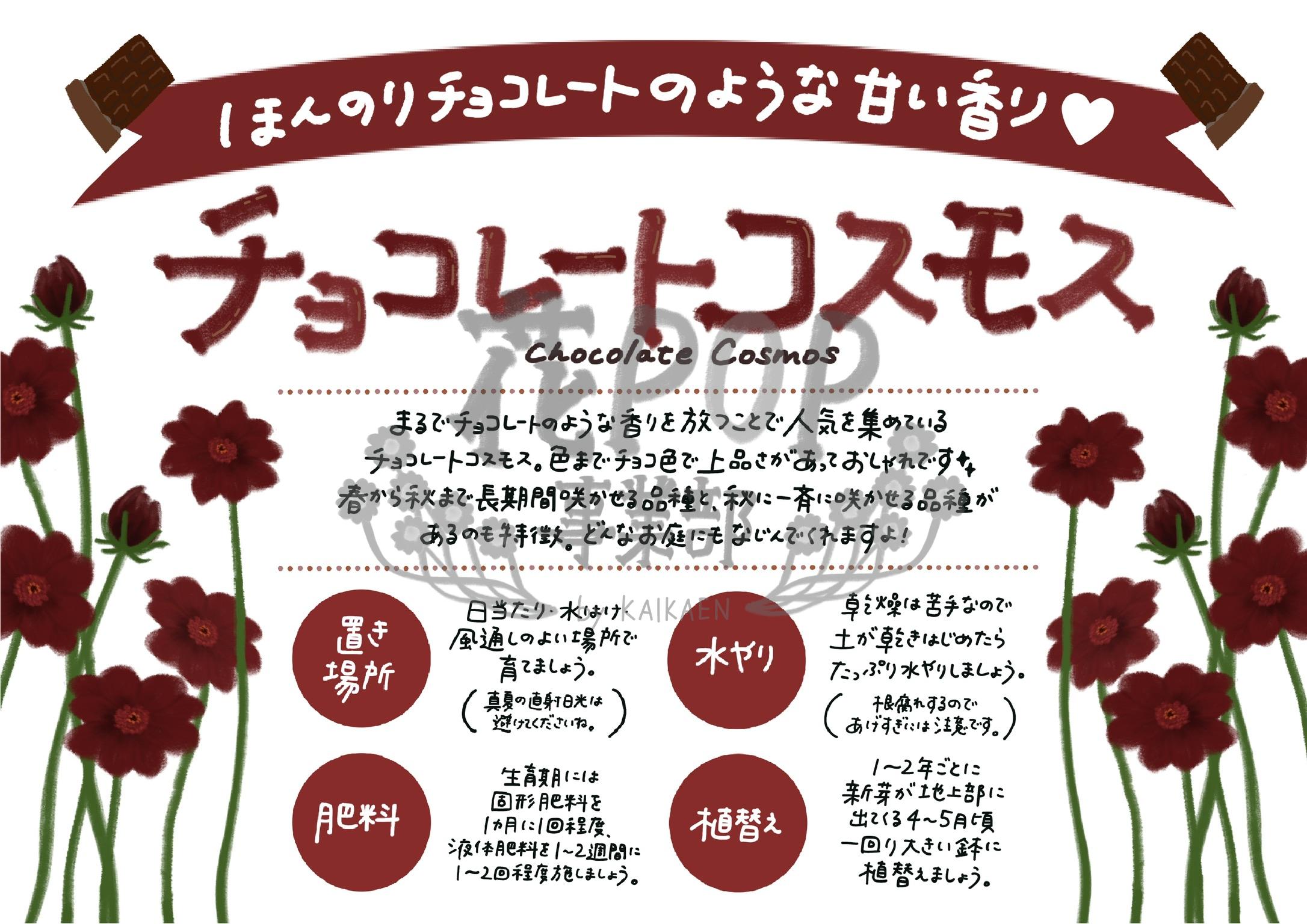 チョコレートコスモス