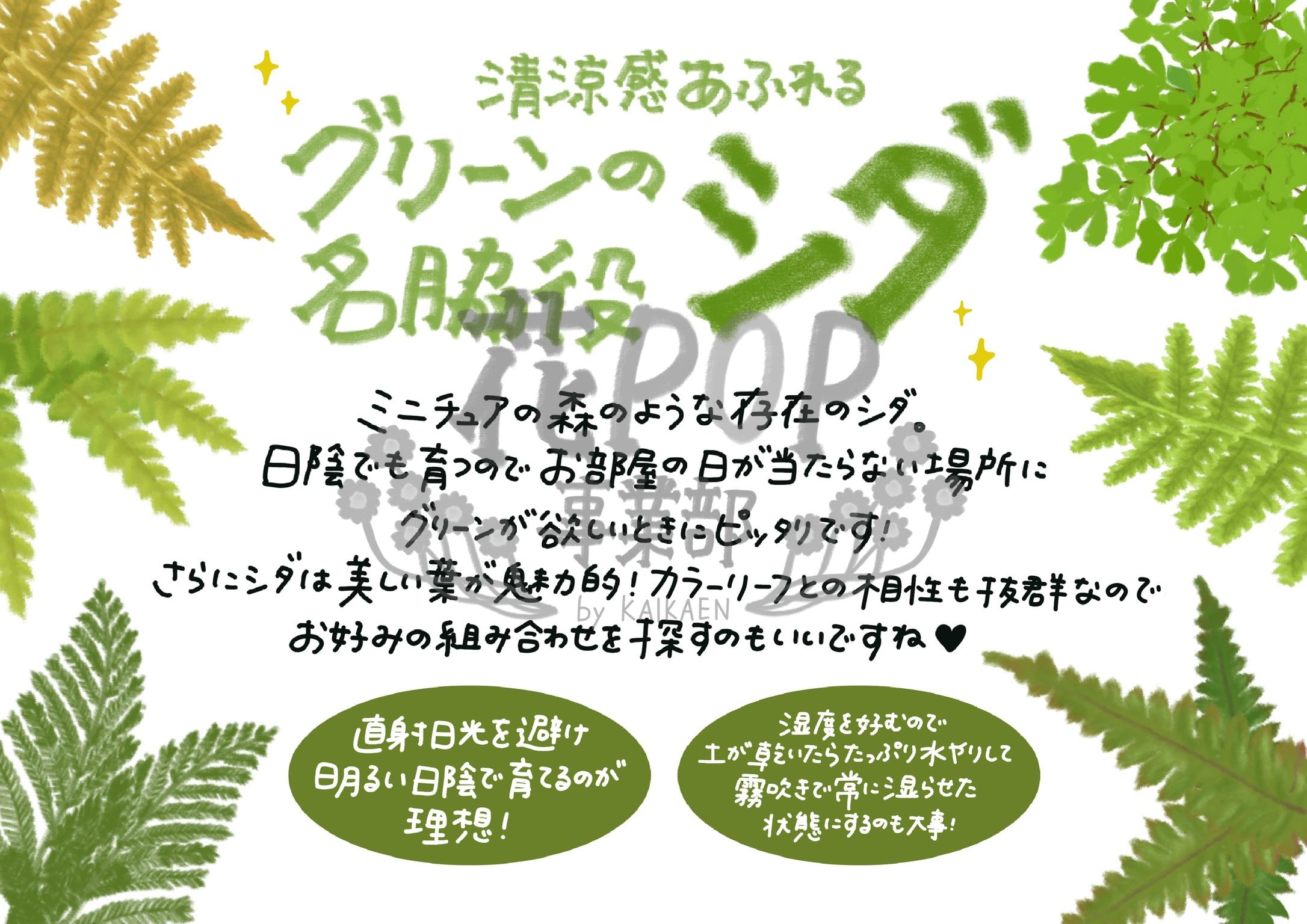 シダ
