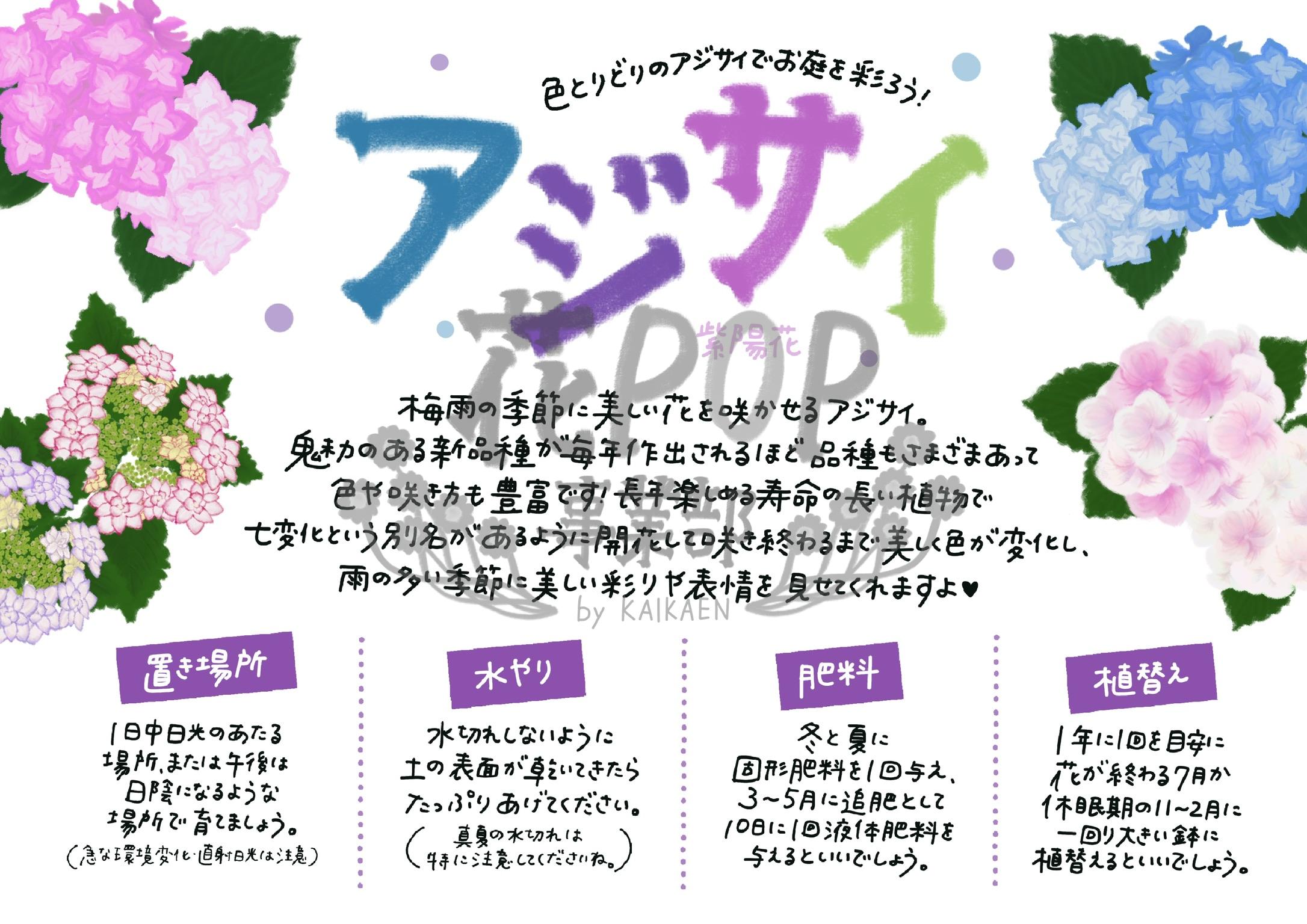 アジサイ