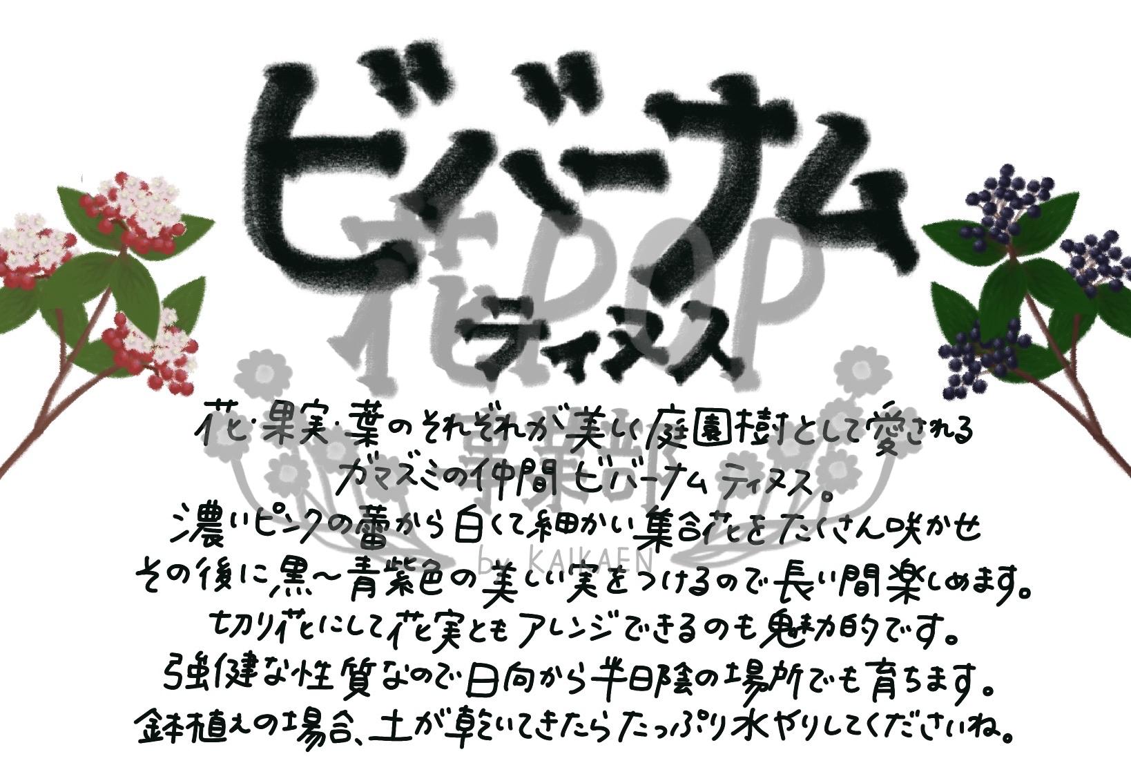 ビバーナム ティヌス
