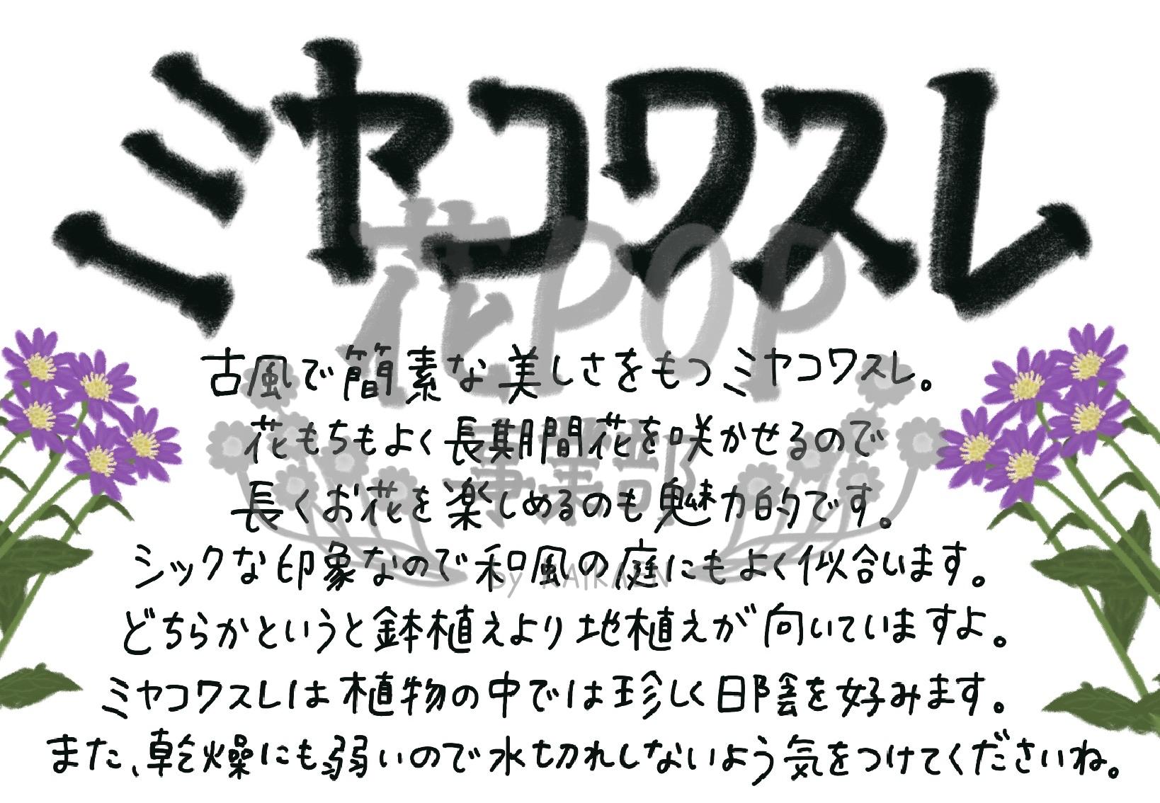 ミヤコワスレ