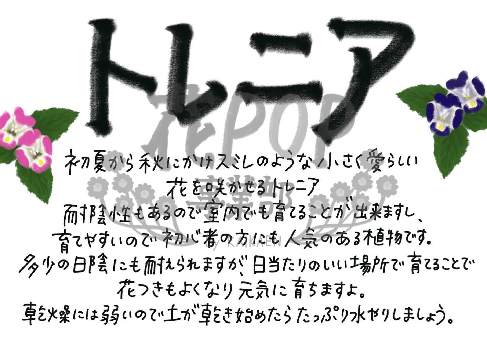 トレニア