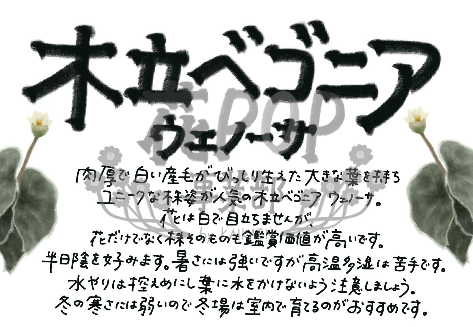 木立ベゴニア ウェノーサ