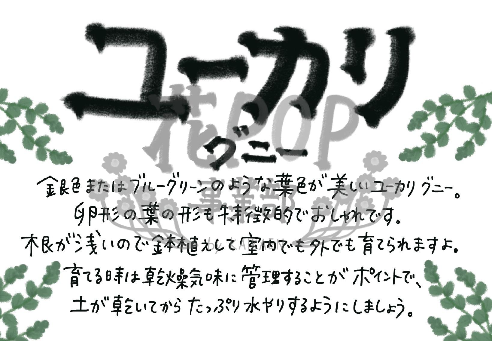 ユーカリ グニー