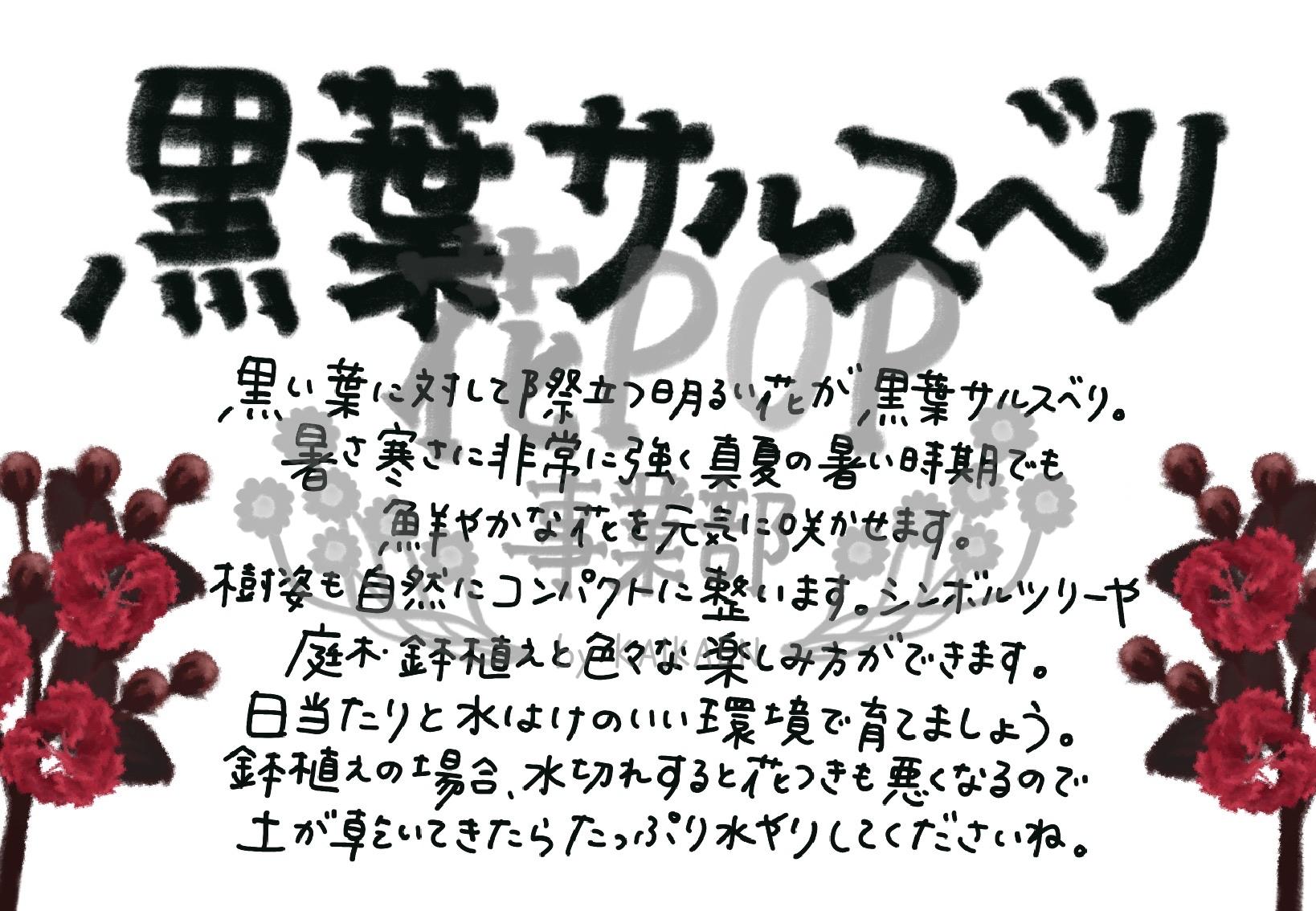 黒葉サルスベリ