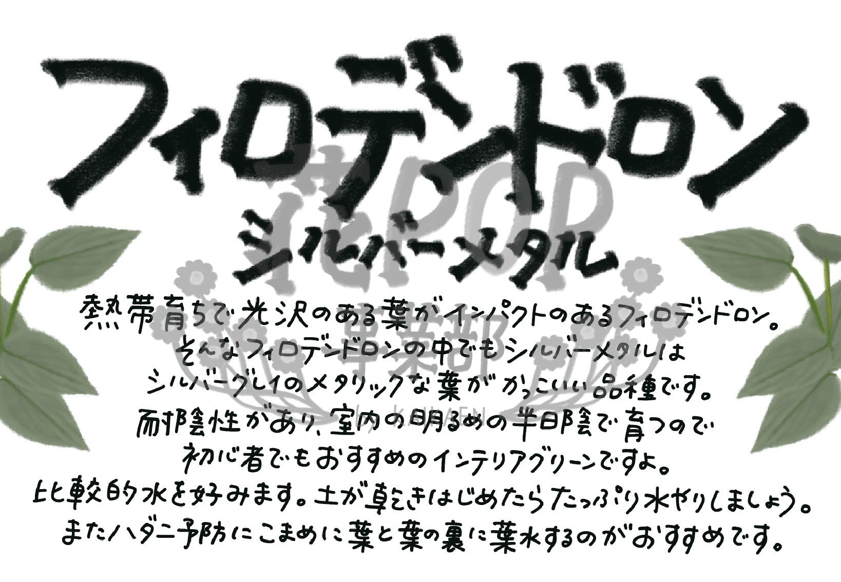 フィロデンドロン シルバーメタル