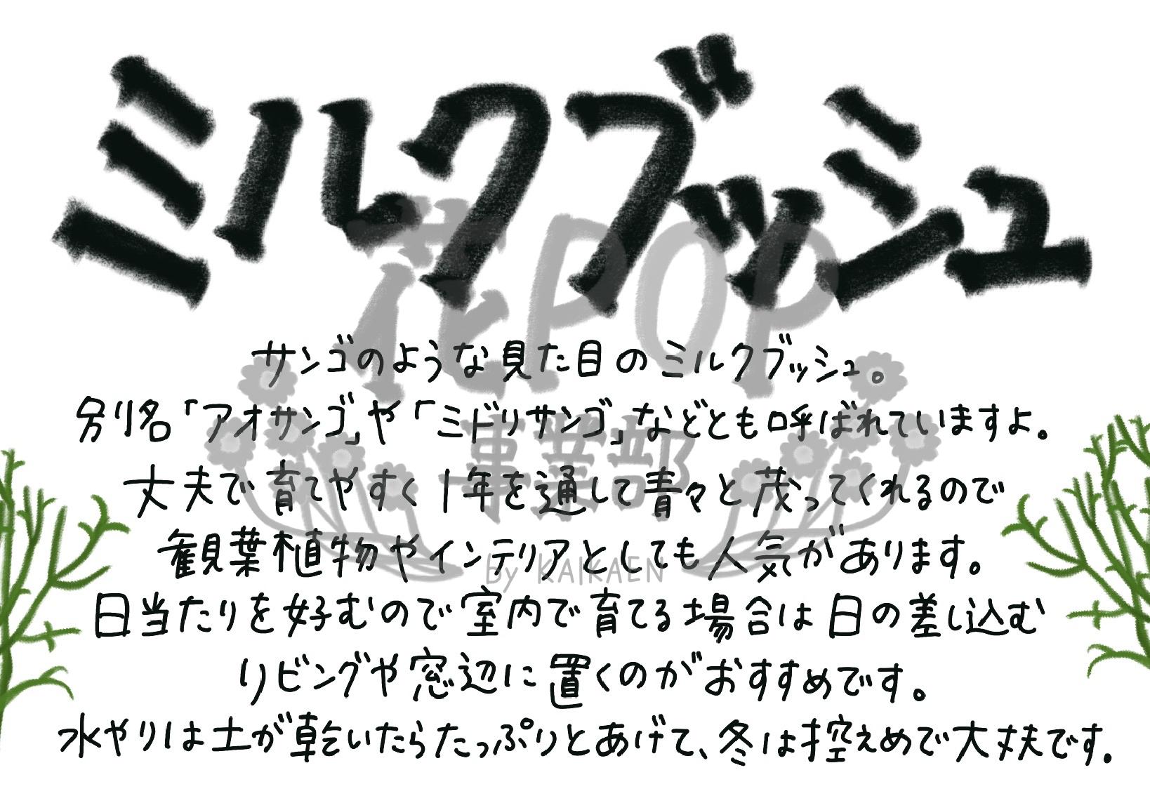 ミルクブッシュ
