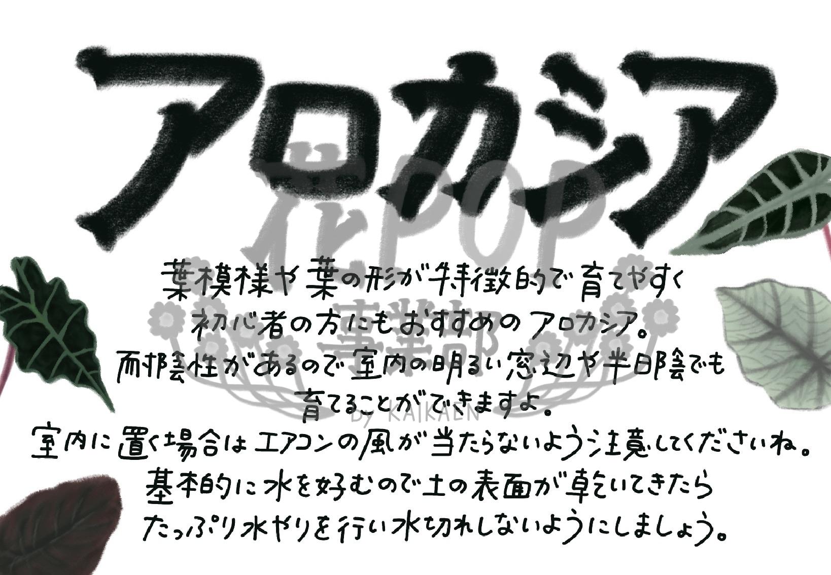 アロカシア