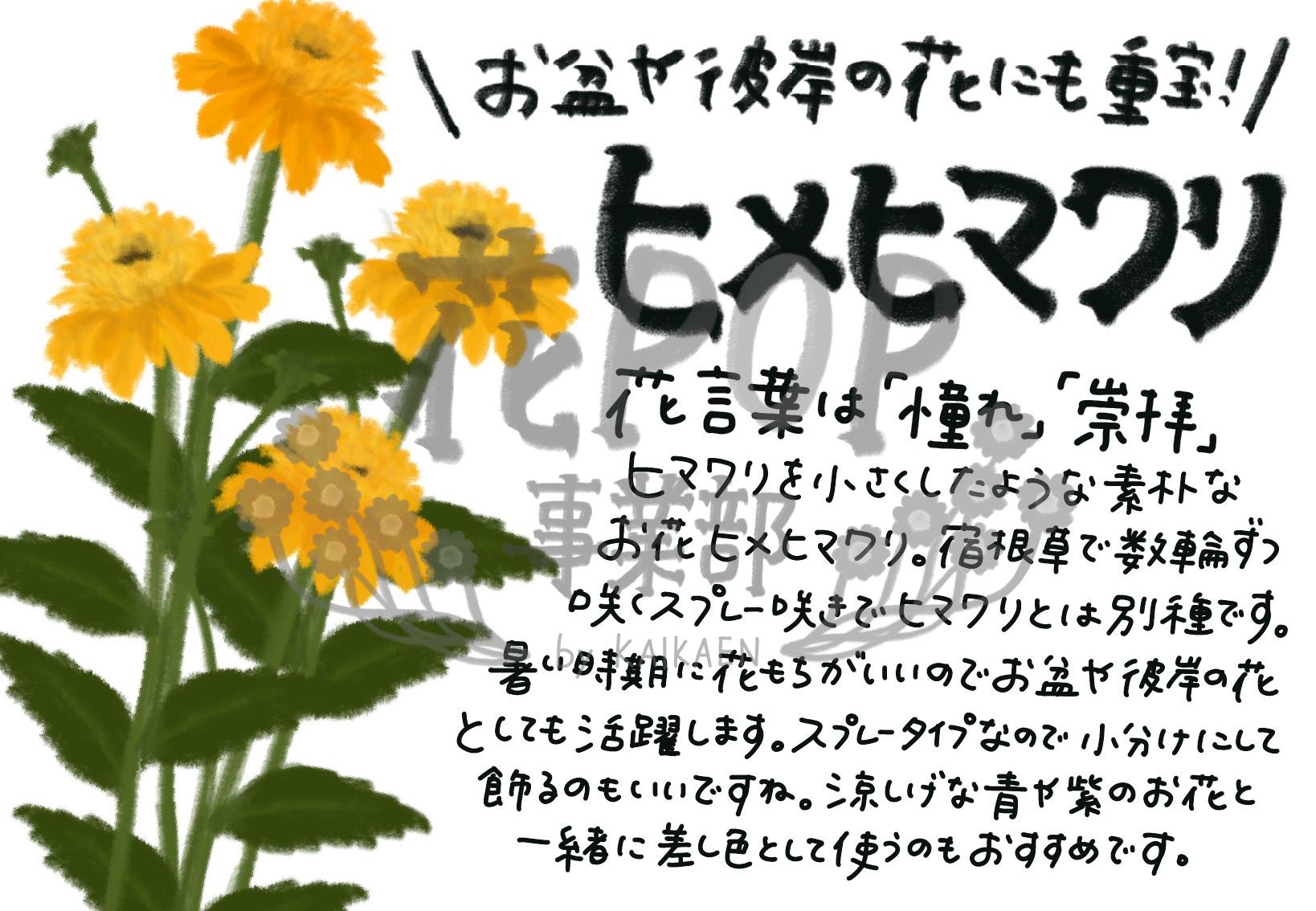 ヒメヒマワリ