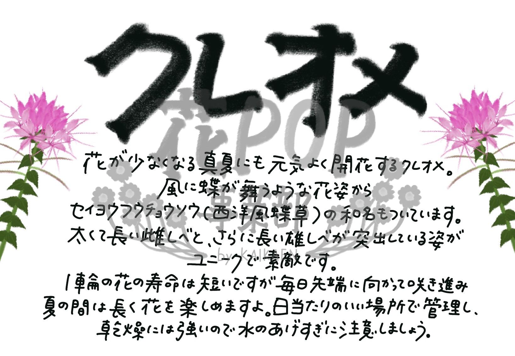 クレオメ