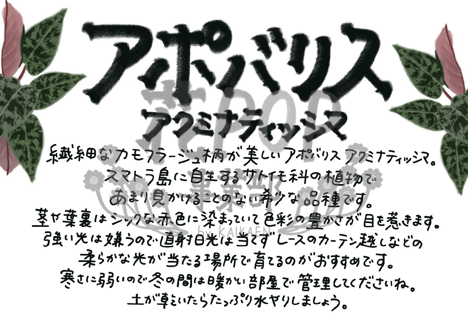 アポバリス アクミナティッシマ