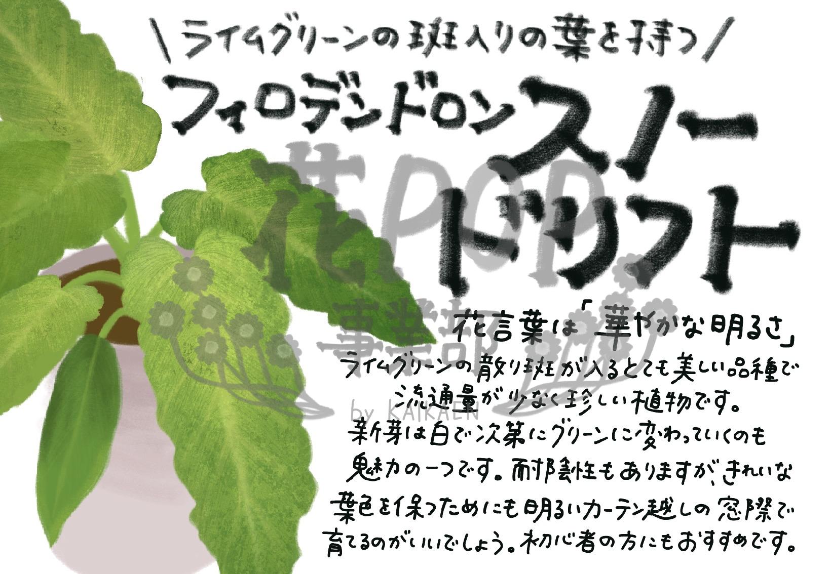 フィロデンドロン スノードリフト