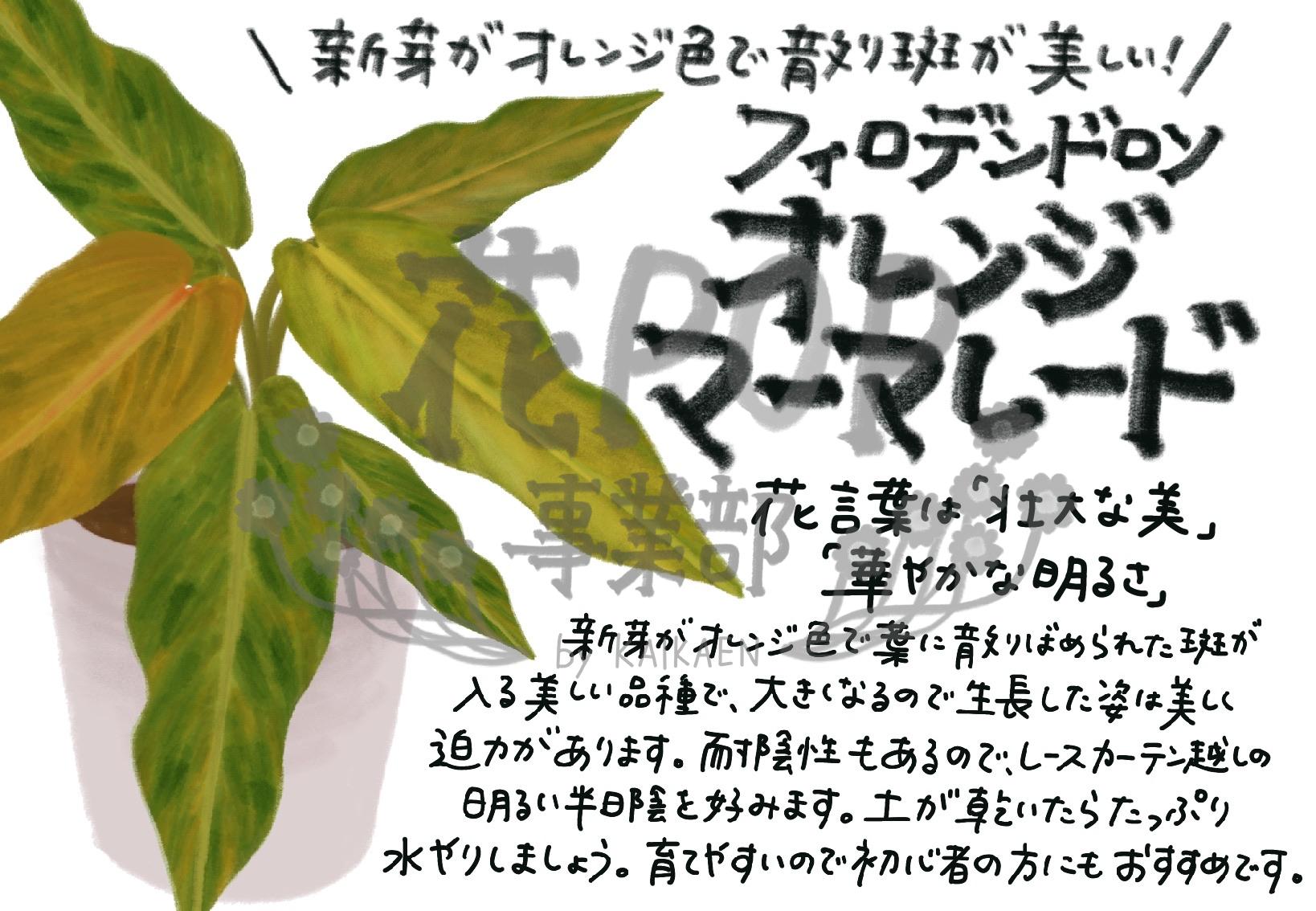 フィロデンドロン オレンジマーマレード