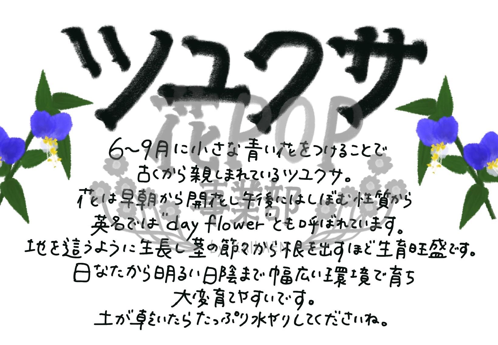 ツユクサ