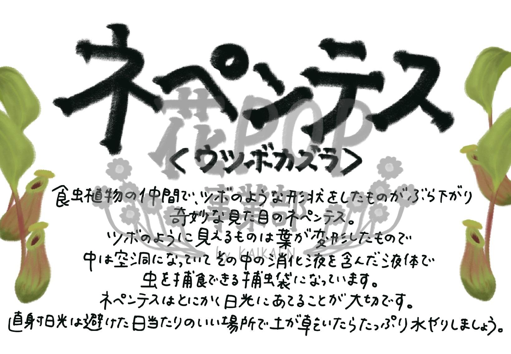 ネペンテス