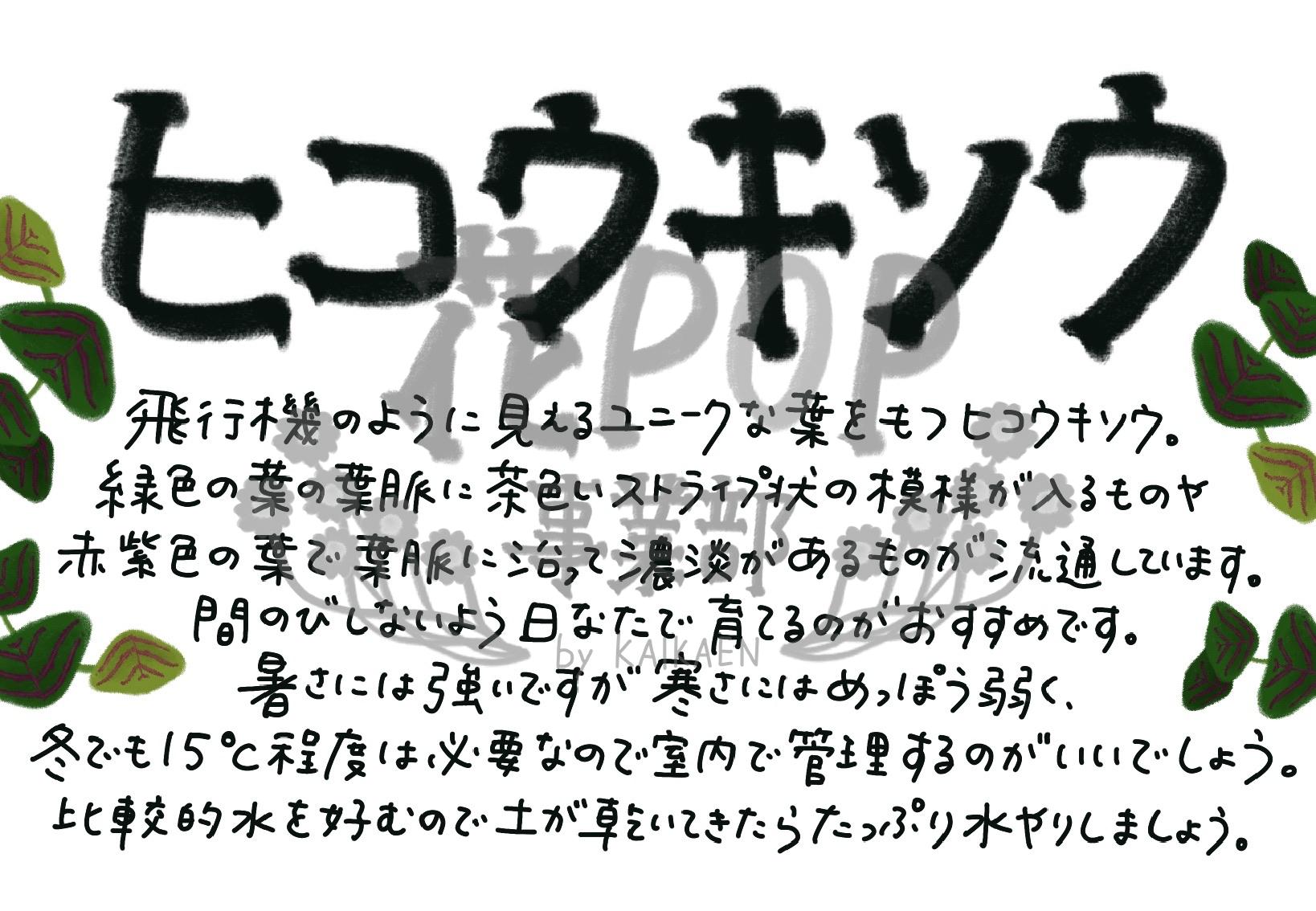 ヒコウキソウ
