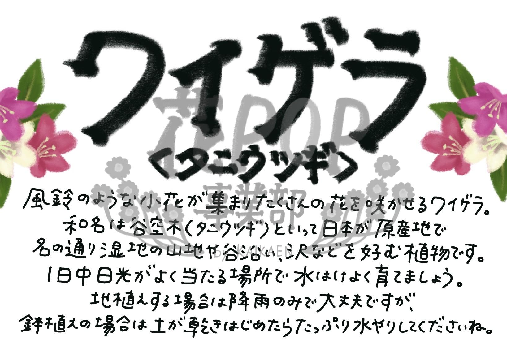 ワイゲラ