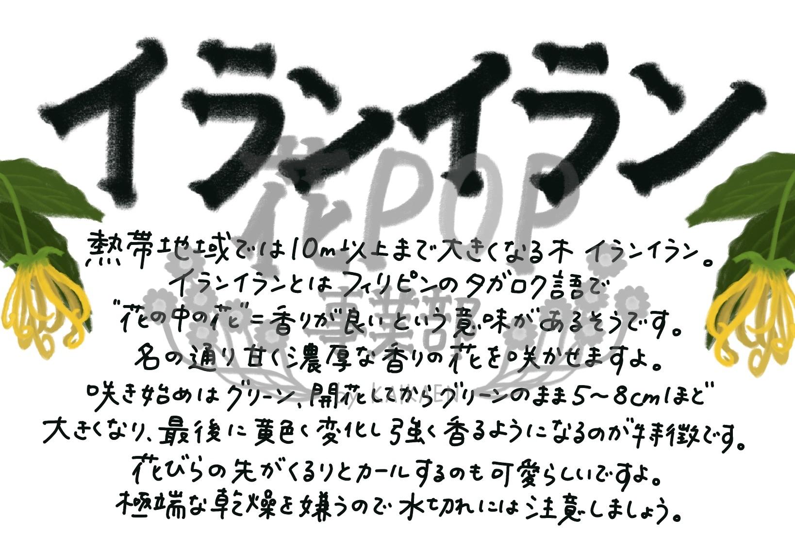イランイラン