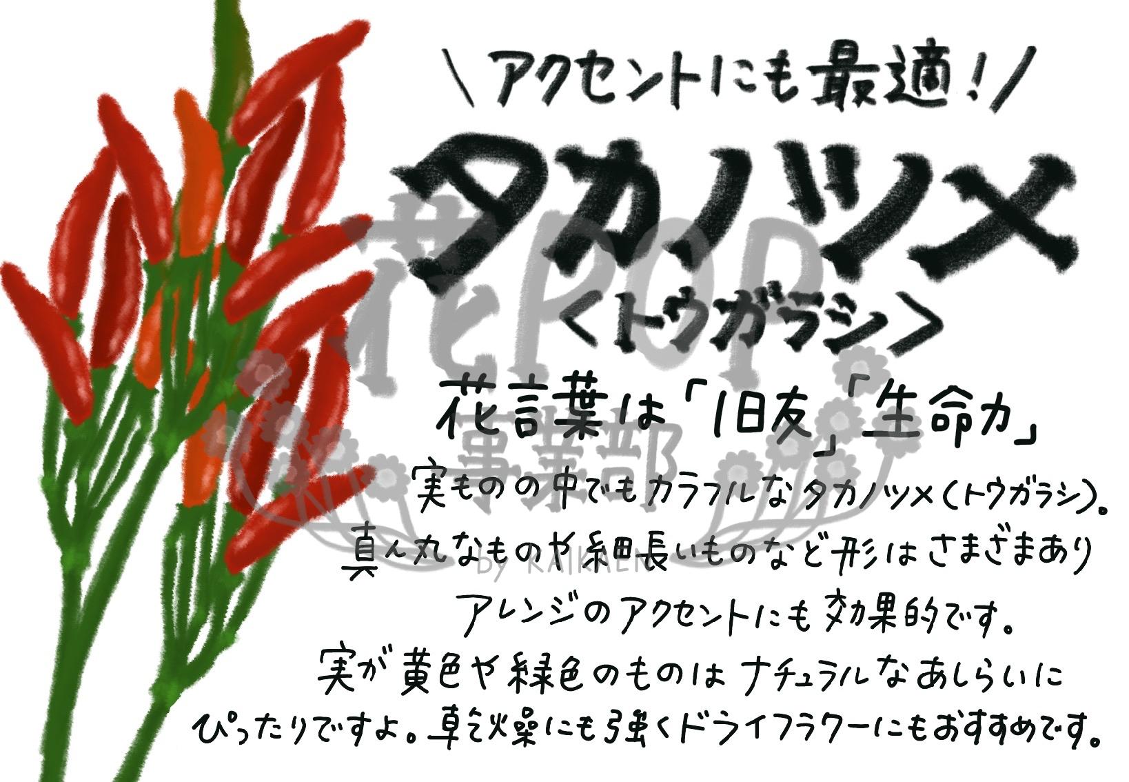 タカノツメ