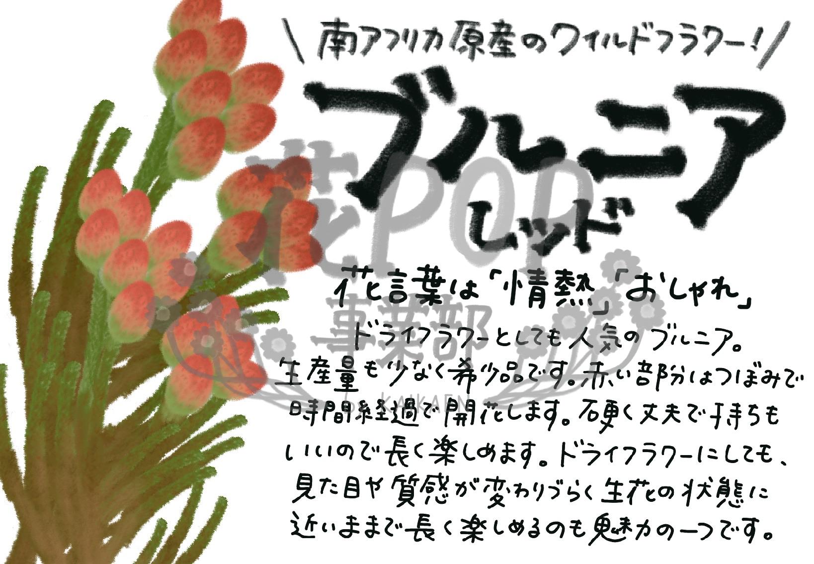 ブルニア レッド