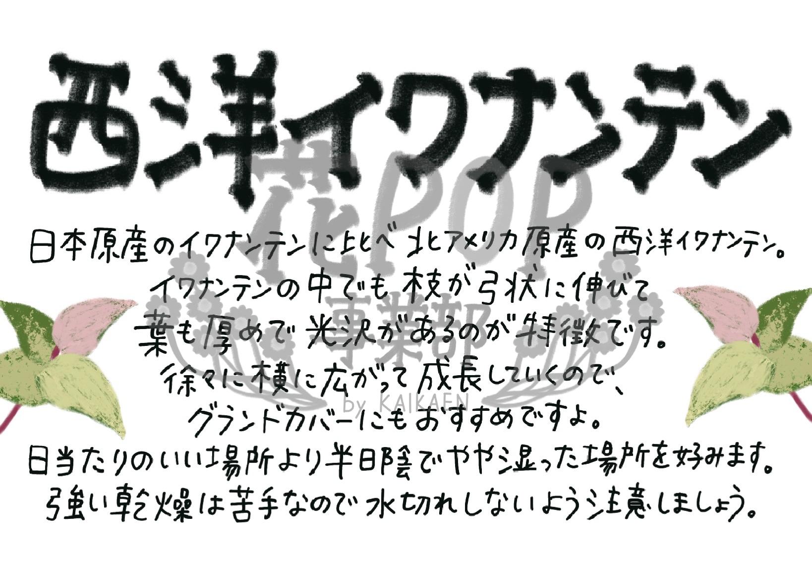 西洋イワナンテン