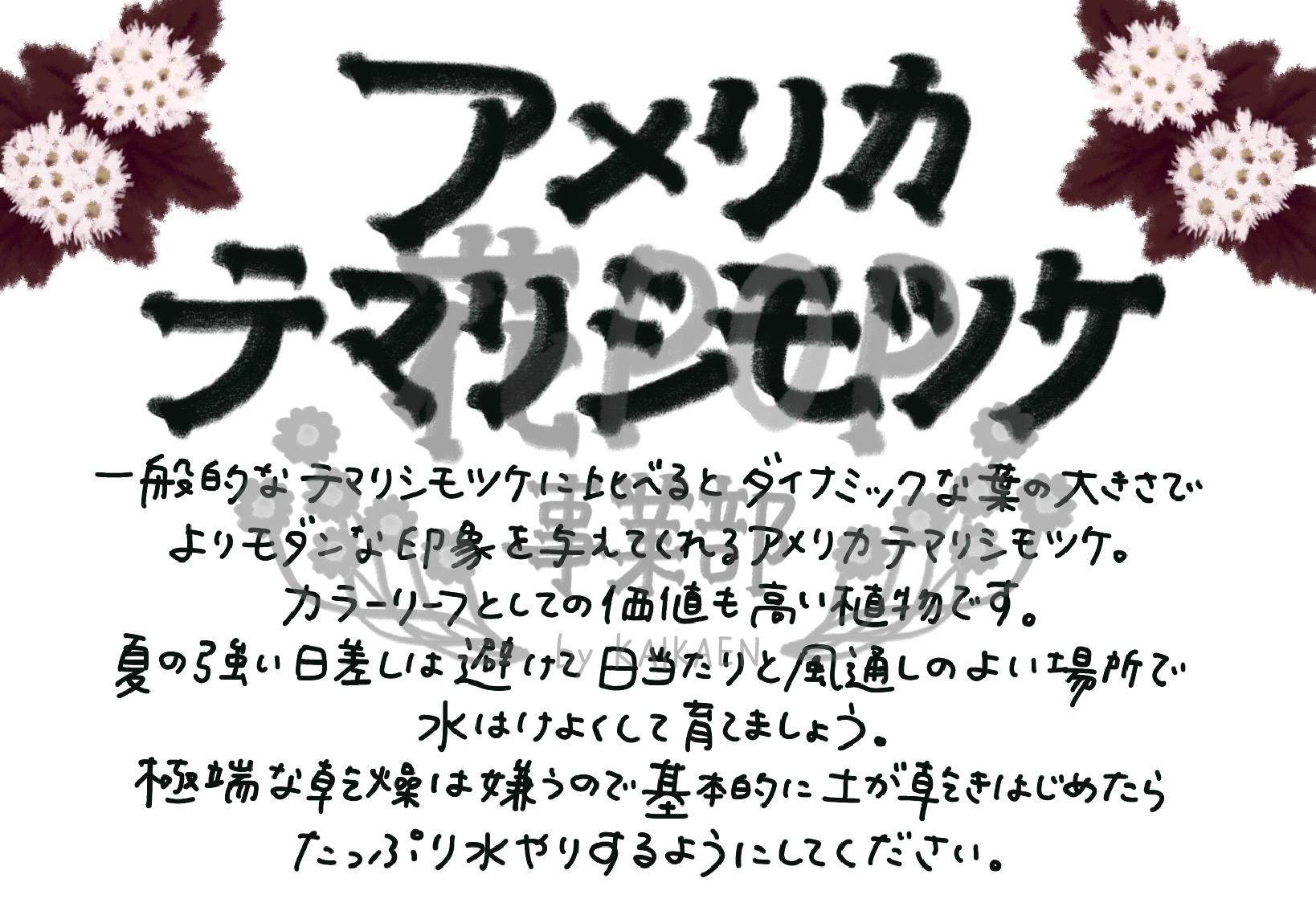 アメリカテマリシモツケ