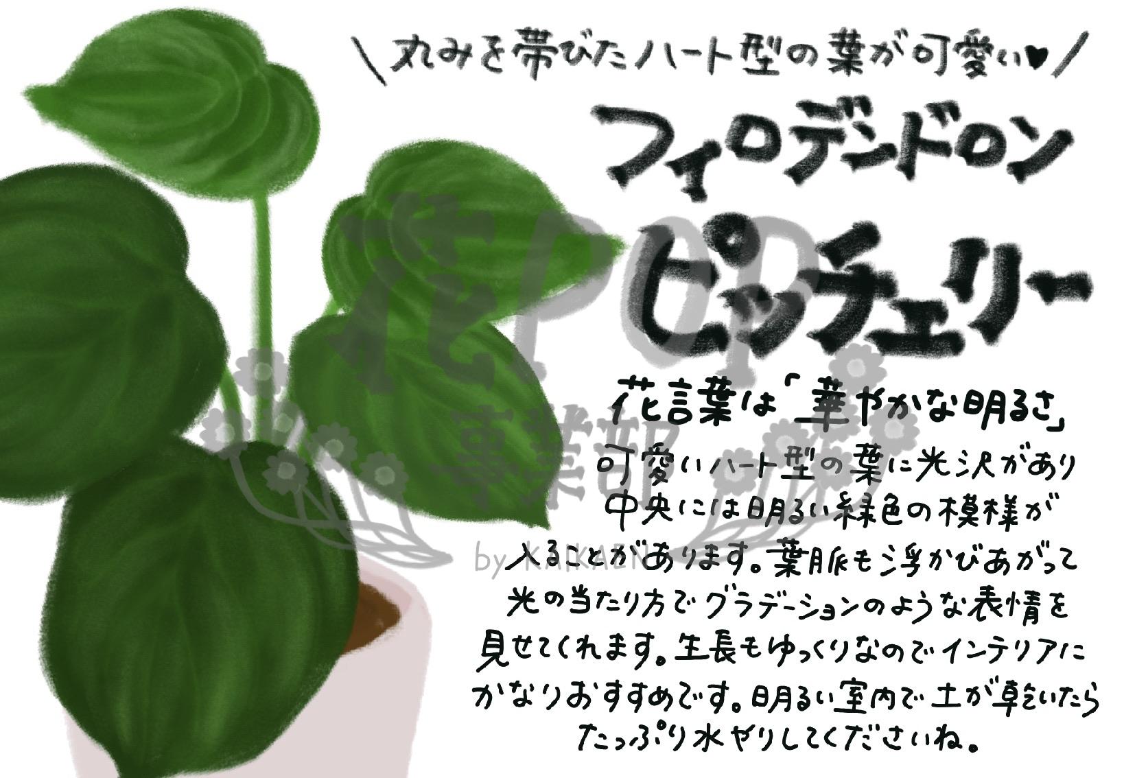 フィロデンドロン ピッチェリー